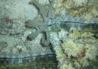 Echinodermes